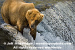 Brown (Grizzly) Bear images