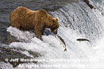 Brown (Grizzly) Bear pictures