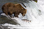 Brown (Grizzly) Bear photos