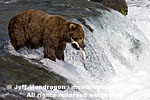 Brown (Grizzly) Bear photos