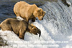 Brown (Grizzly) Bears photos