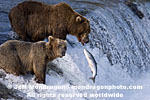 Brown (Grizzly) Bears images
