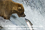 Brown (Grizzly) Bear photos