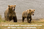 Brown (Grizzly) Bear Sow pictures