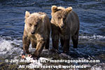 Brown (Grizzly) Bear Cubs pictures