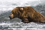 Brown (Grizzly) Bear images