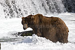 Brown (Grizzly) Bear images