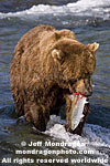 Brown (Grizzly) Bear photos