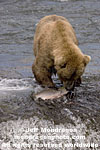 Brown (Grizzly) Bear photos