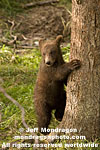 Brown (Grizzly) Bear Cub images