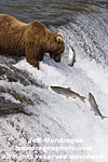 Brown (Grizzly) Bear pictures