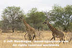 Masai Giraffe pictures