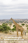 Masai Giraffe pictures