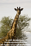 Masai Giraffe photos