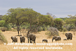 African elephants images