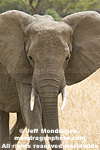 African elephant pictures