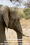 African elephant photos