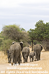 African elephants photos