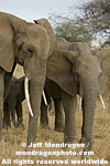 African elephants photos