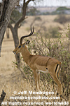 Impala images