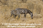 Plains zebras images