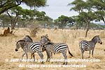 Plains zebras photos