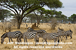 Plains zebras images