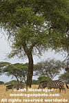 Plains zebras photos
