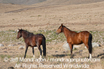 Wild Horses images