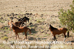 Wild Horses photos