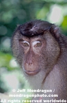 Pig-Tailed Macaque Monkey pictures