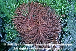 Red Algae pictures