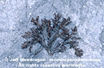Red Algae pictures
