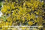 Sea Sacs images