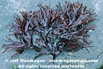 Red Algae images
