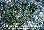 Brown Algae images