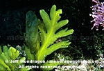 Brown Algae / Seaweed pictures