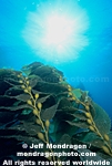 Giant Kelp images