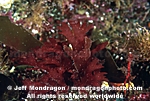 Red Algae / Seaweed photos