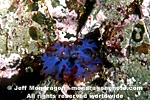 Red Algae / Seaweed images