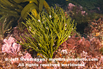 Green Algae (seaweed) photos