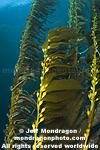 Giant Kelp Forest images
