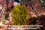 Brown Algae (Seaweed) images