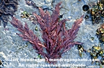 Red Algae images