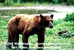 Brown/Grizzly Bear images