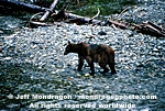 Brown/Grizzly Bear pictures