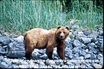 Grizzly/Brown Bear photos