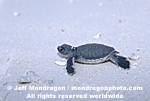 Baby Green Sea Turtle images