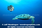 Green Sea Turtle photos