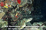 Green Sea Turtle photos